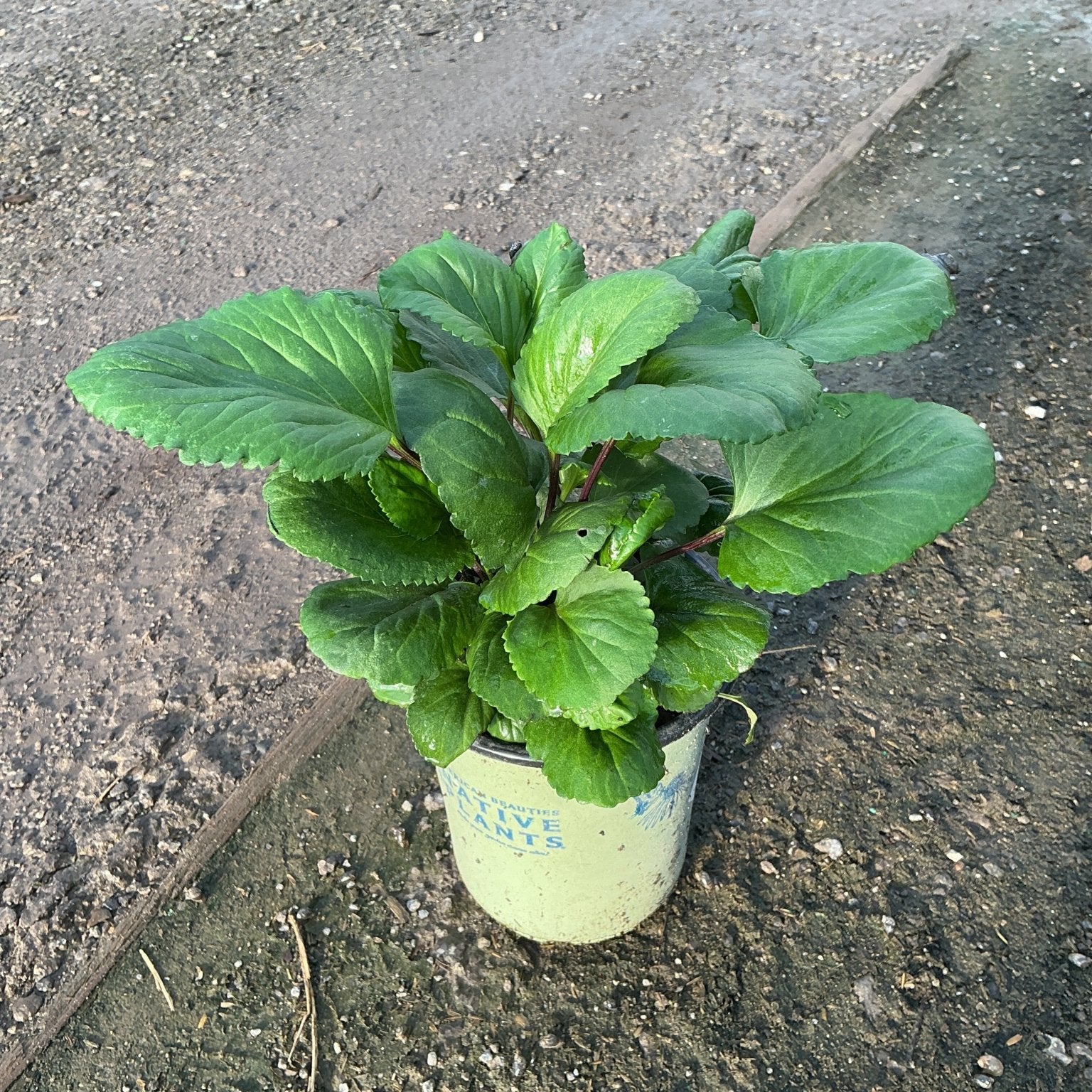 Golden Ragwort plant in a #1 container showing dense green foliage with scalloped leaf edges.