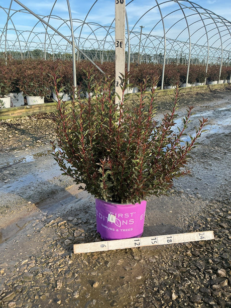 Little Devil Ninebark shrub in a #3 container showing deep burgundy foliage at a nursery greenhouse.