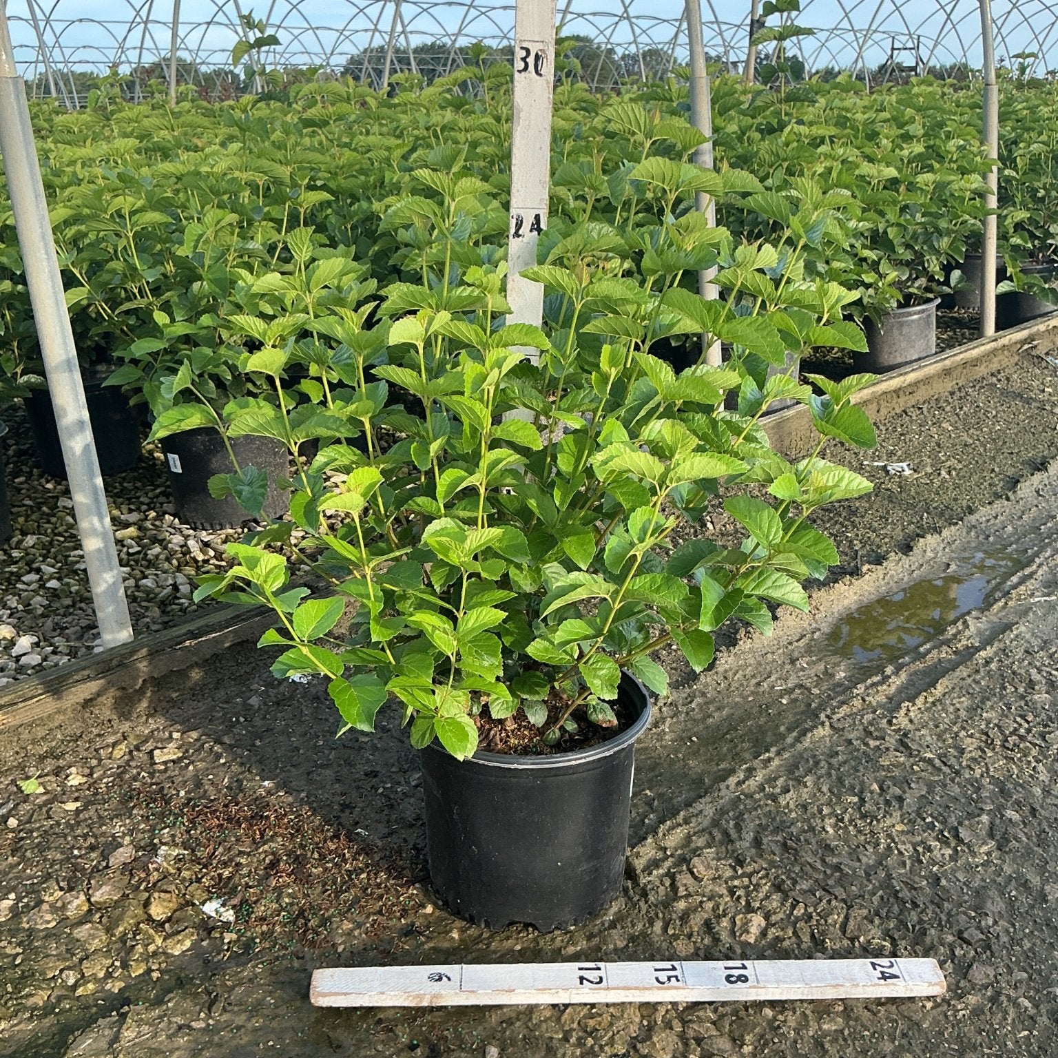 Chicago Lustre Arrowwood Viburnum shrub in a #3 container showing dense green foliage in a nursery greenhouse setting.