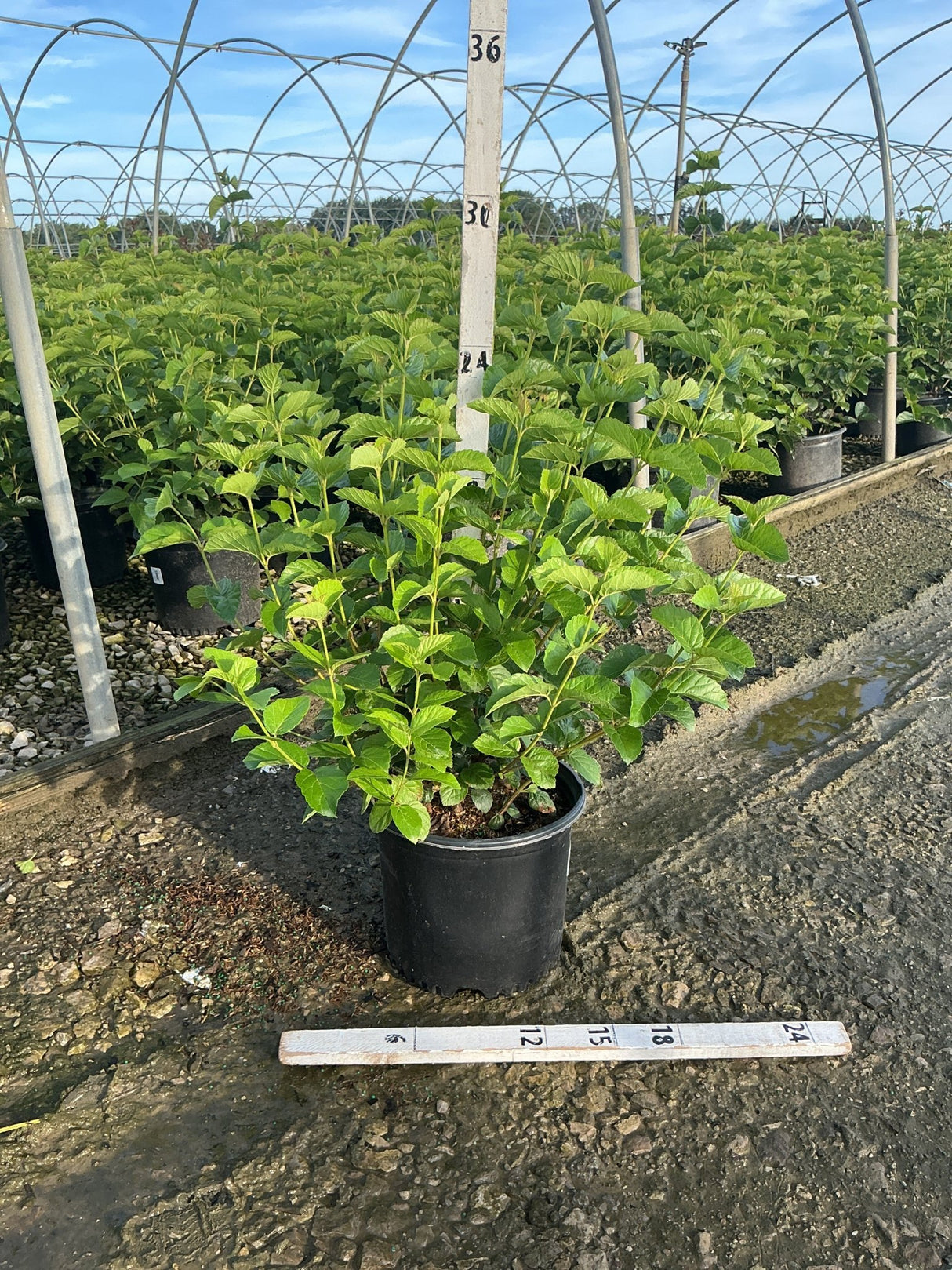 Chicago Lustre Arrowwood Viburnum shrub in a #3 container showing dense green foliage in a nursery greenhouse setting.