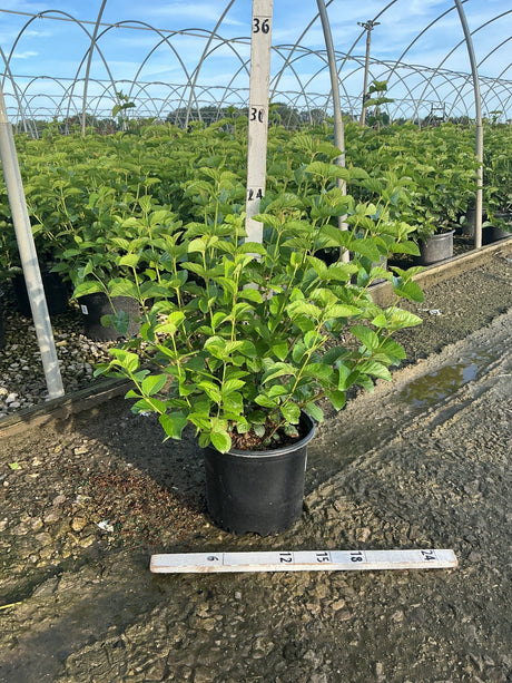 Chicago Lustre Arrowwood Viburnum shrub in a #3 container showing dense green foliage in a nursery greenhouse setting.