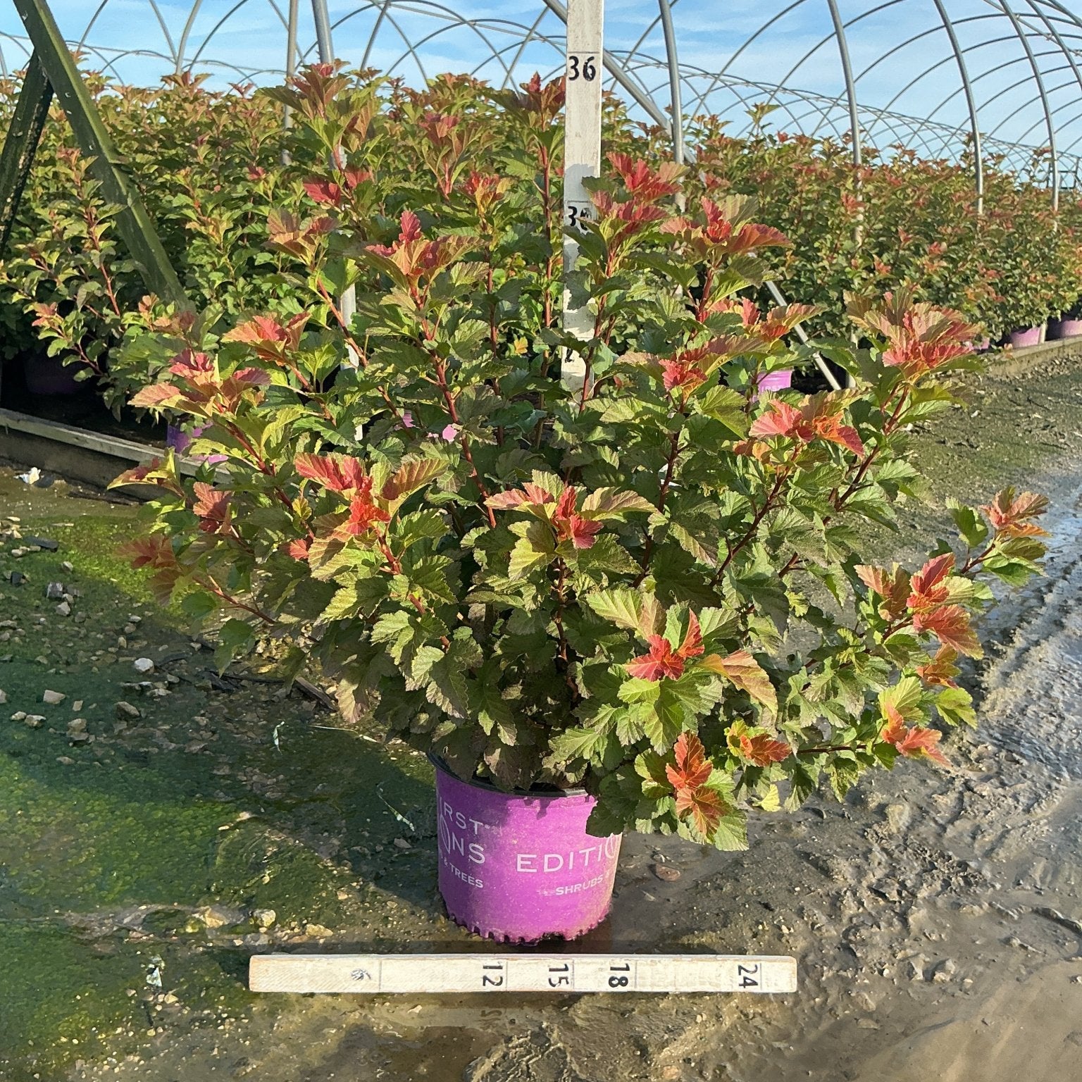 Amber Jubilee Ninebark shrub in a #3 container showing vibrant green and red-orange foliage at a nursery.