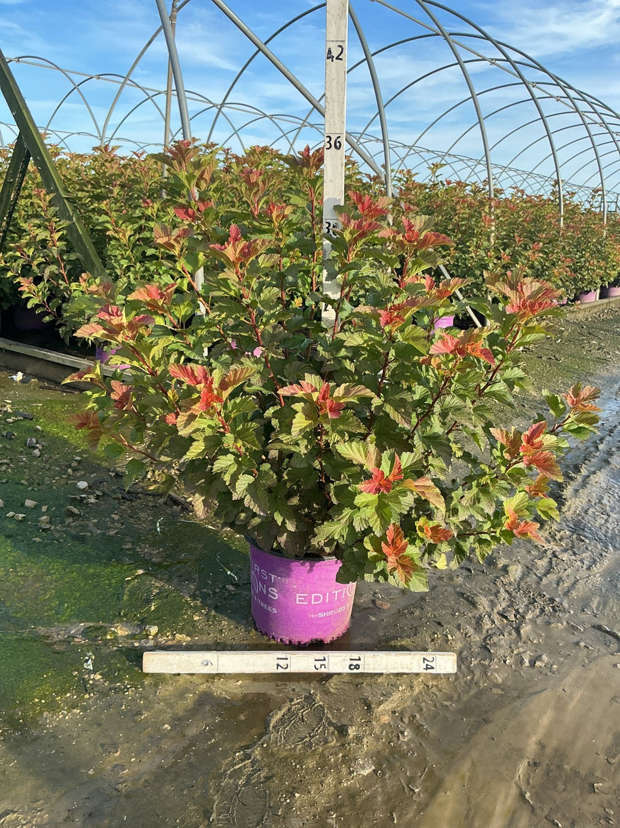 Amber Jubilee Ninebark shrub in a #3 container showing vibrant green and red-orange foliage at a nursery.