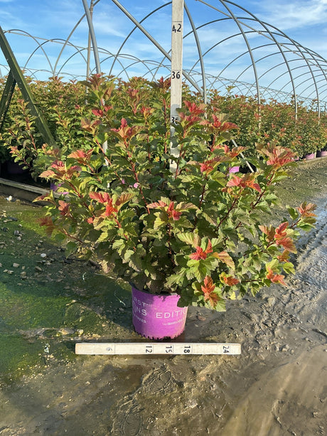 Amber Jubilee Ninebark shrub in a #3 container showing vibrant green and red-orange foliage at a nursery.