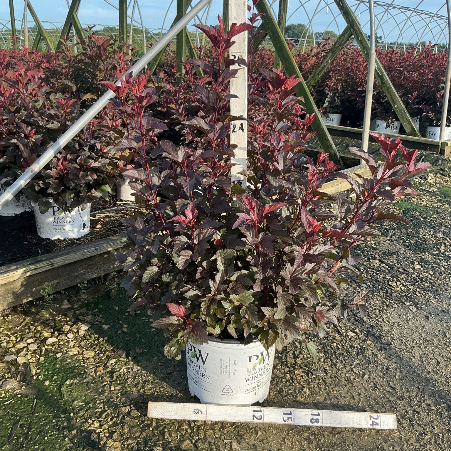 Ginger Wine Ninebark shrub with deep burgundy foliage in a Proven Winners #3 container at a nursery greenhouse.