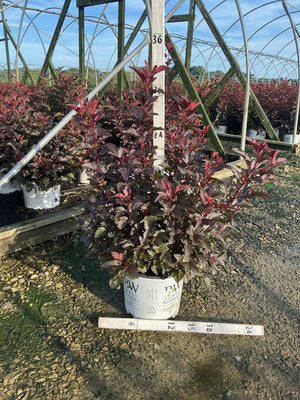 Ginger Wine Ninebark shrub with deep burgundy foliage in a Proven Winners #3 container at a nursery greenhouse.