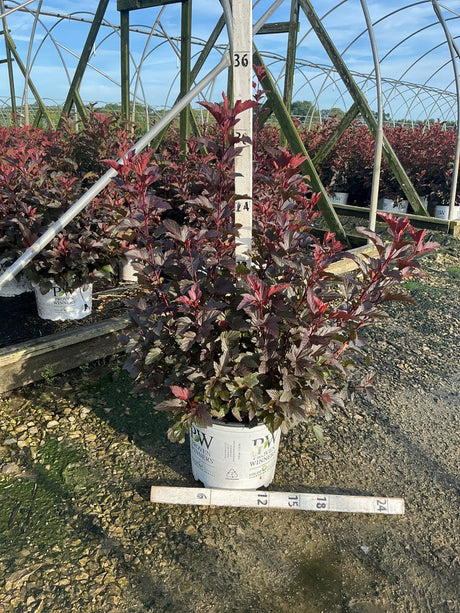 Ginger Wine Ninebark shrub with deep burgundy foliage in a Proven Winners #3 container at a nursery greenhouse.