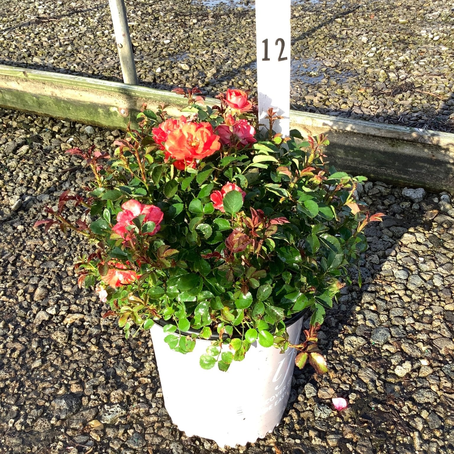 Coral Drift Groundcover Rose in a white #2 container, showing clusters of coral-pink blooms and glossy green foliage.