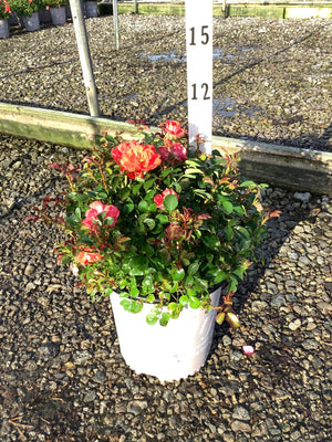 Coral Drift Groundcover Rose in a white #2 container, showing clusters of coral-pink blooms and glossy green foliage.
