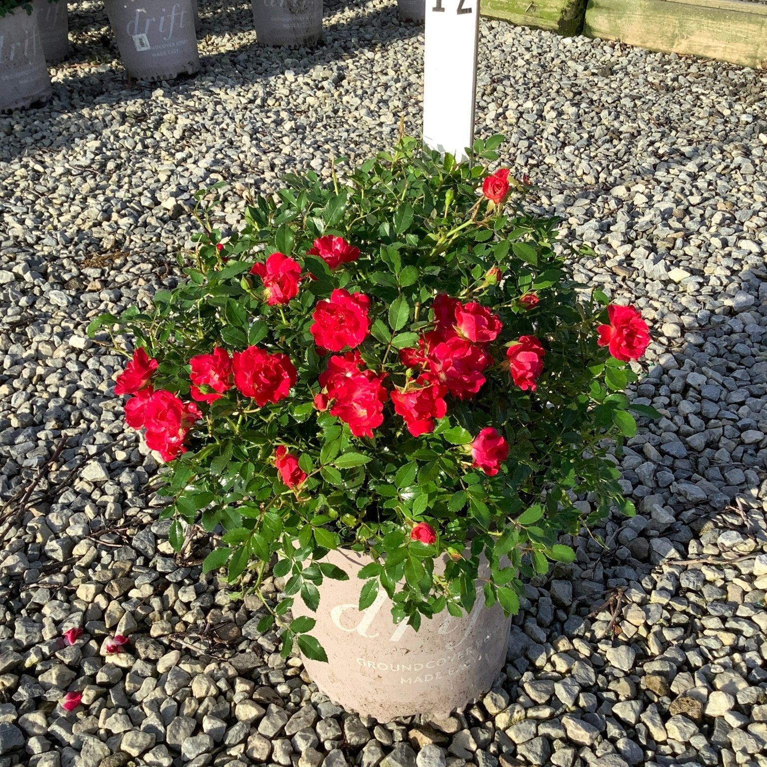 Red Drift Groundcover Rose in a nursery container covered in vivid red blooms on a gravel surface.