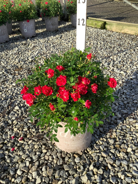 Red Drift Groundcover Rose in a nursery container covered in vivid red blooms on a gravel surface.