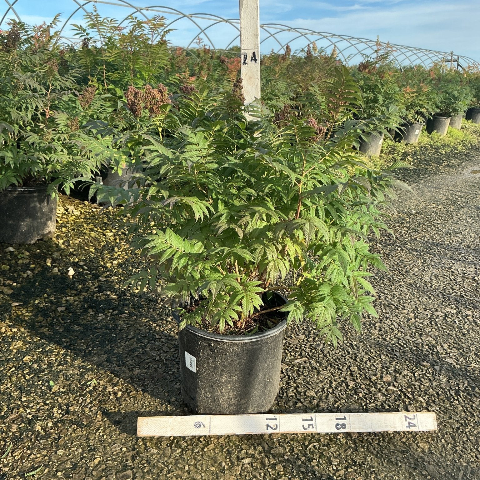 Sem Ash Leaf Spirea shrub in a #3 nursery container with finely textured green foliage at a wholesale growing facility.