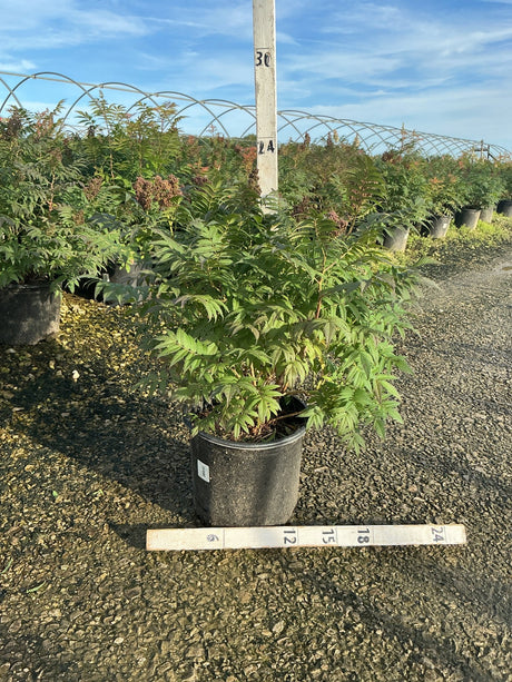 Sem Ash Leaf Spirea shrub in a #3 nursery container with finely textured green foliage at a wholesale growing facility.