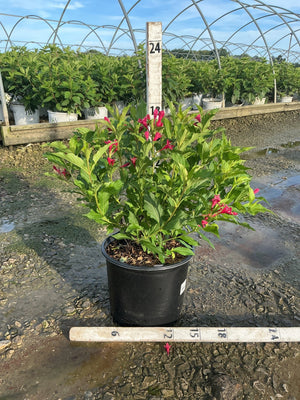 Red Prince Weigela shrub in a #3 container with deep red tubular blooms and lush green foliage, shown at a nursery.
