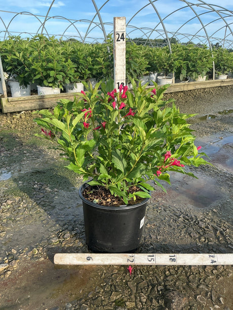 Red Prince Weigela shrub in a #3 container with deep red tubular blooms and lush green foliage, shown at a nursery.