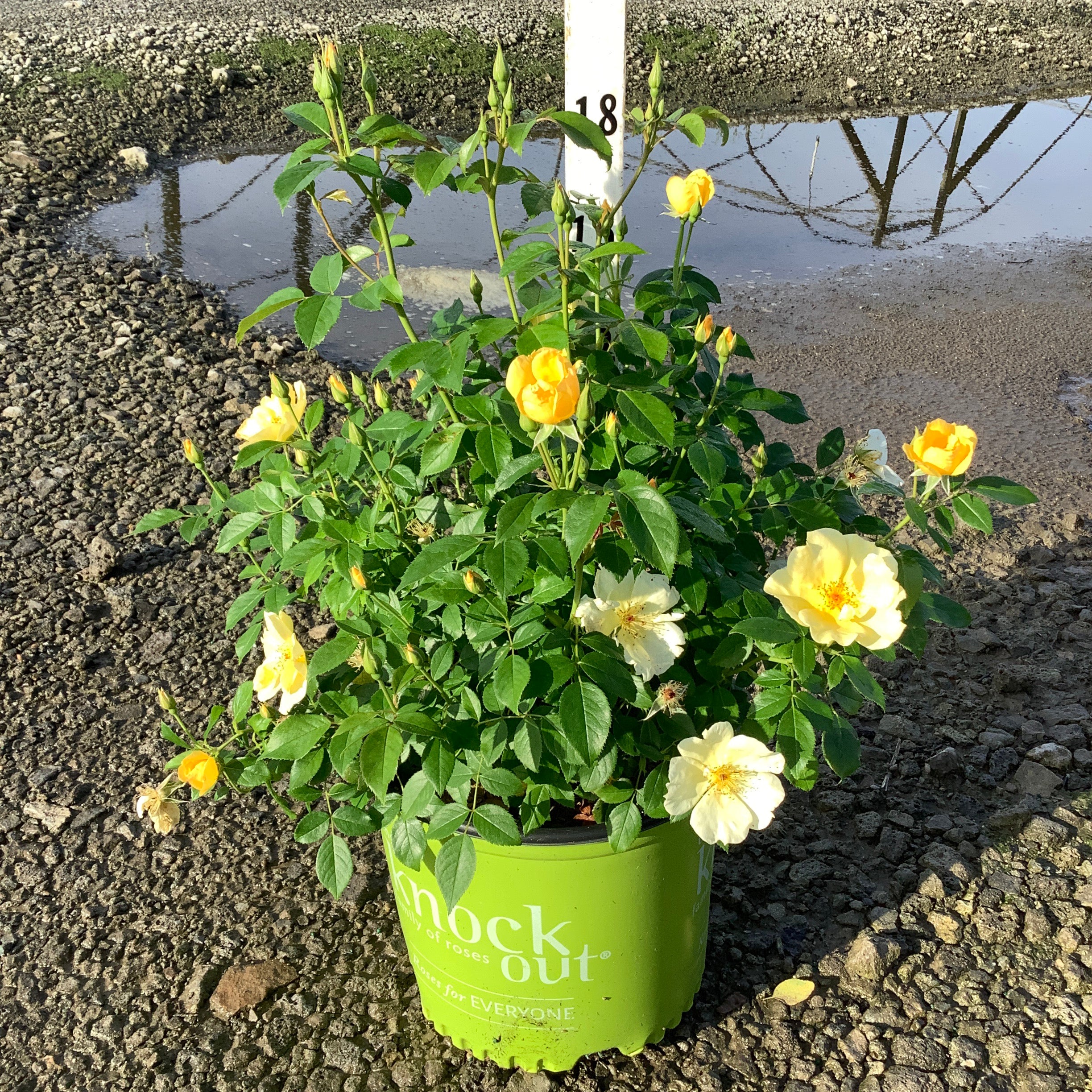 Sunny Knock Out Shrub Rose in a green nursery container displaying golden yellow blooms and buds at various stages.
