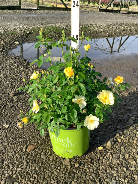 Sunny Knock Out Shrub Rose in a green nursery container displaying golden yellow blooms and buds at various stages.