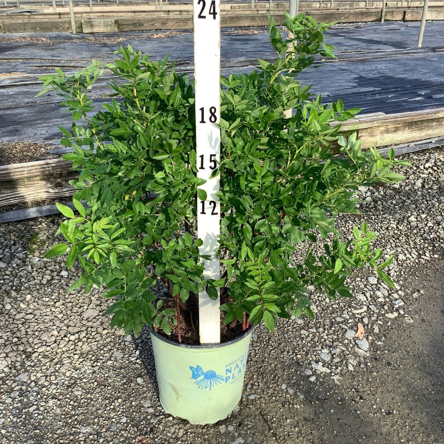 Virginia Rose shrub in a #2 container, showing dense green foliage reaching approximately 18 inches tall.