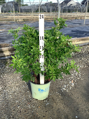 Virginia Rose shrub in a #2 container, showing dense green foliage reaching approximately 18 inches tall.