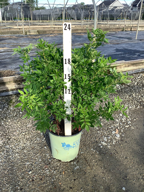 Virginia Rose shrub in a #2 container, showing dense green foliage reaching approximately 18 inches tall.
