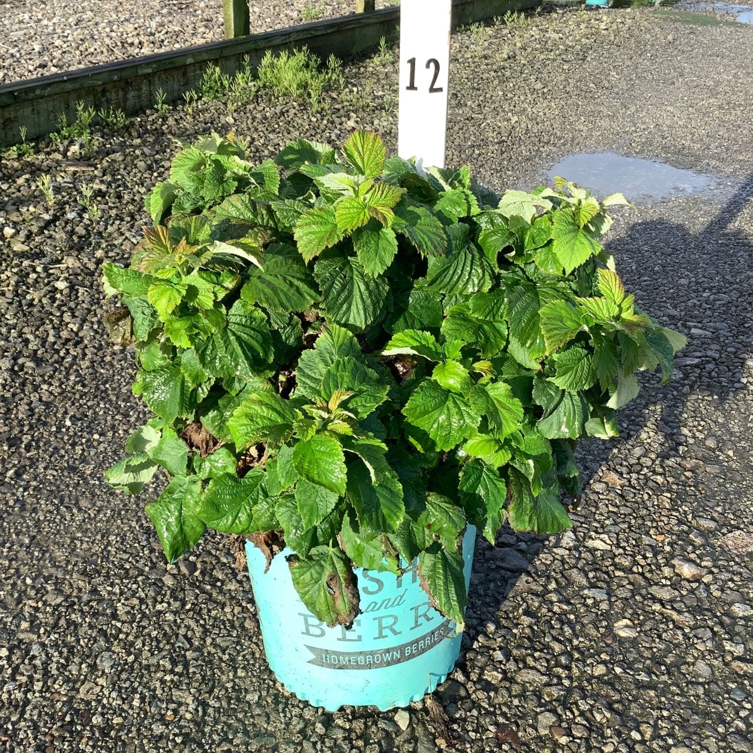 Raspberry Shortcake Bush in a teal #2 container, showing dense green foliage on a gravel nursery surface.