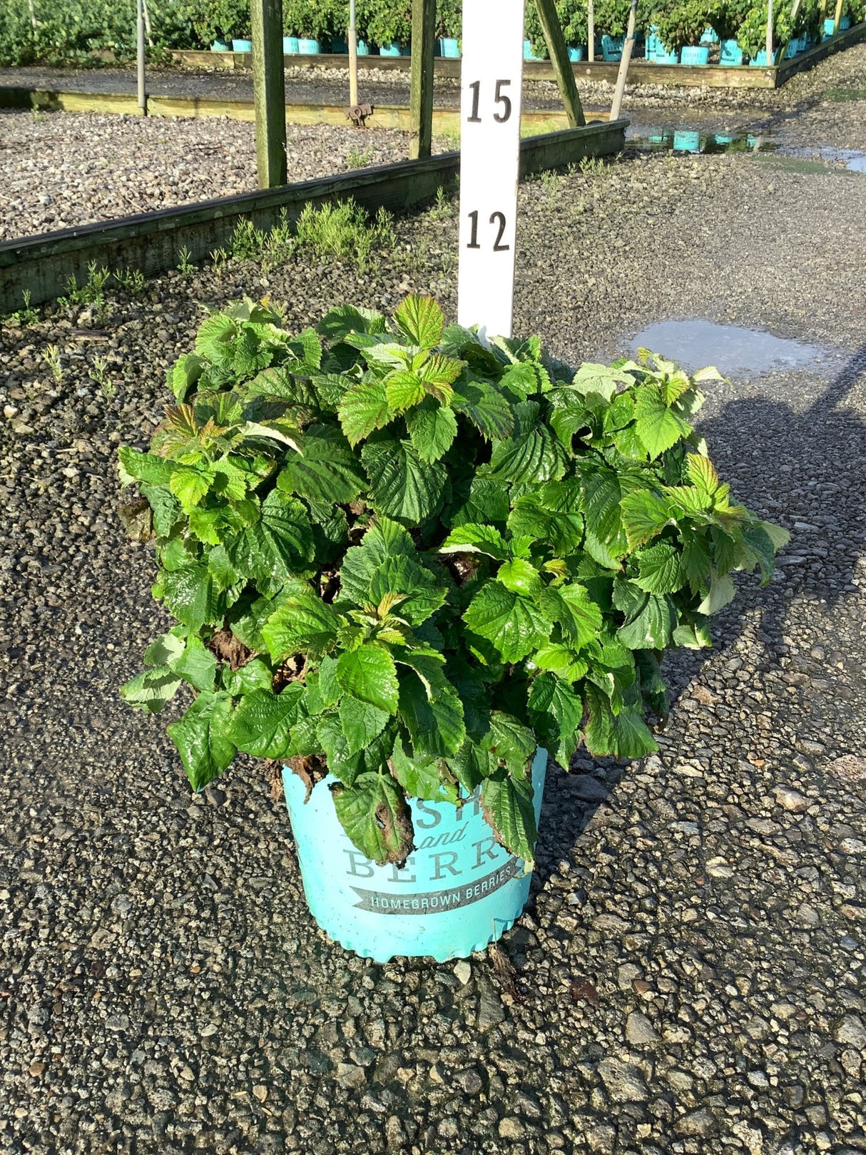 Raspberry Shortcake Bush in a teal #2 container, showing dense green foliage on a gravel nursery surface.