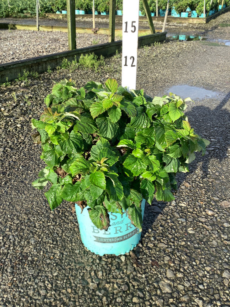 Raspberry Shortcake Bush in a teal #2 container, showing dense green foliage on a gravel nursery surface.