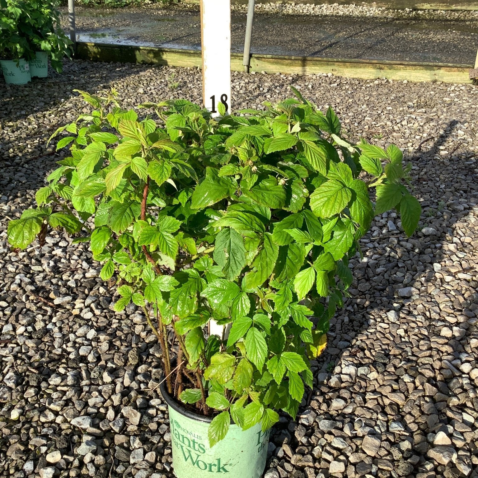 Heritage Raspberry Bush in a #1 container showing lush green foliage and canes at a nursery growing facility.