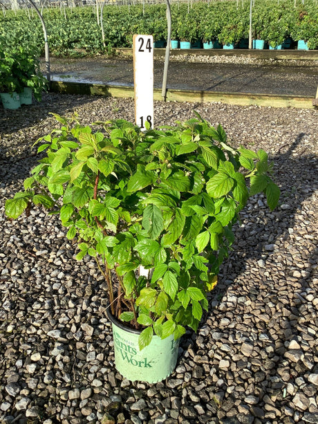 Heritage Raspberry Bush in a #1 container showing lush green foliage and canes at a nursery growing facility.