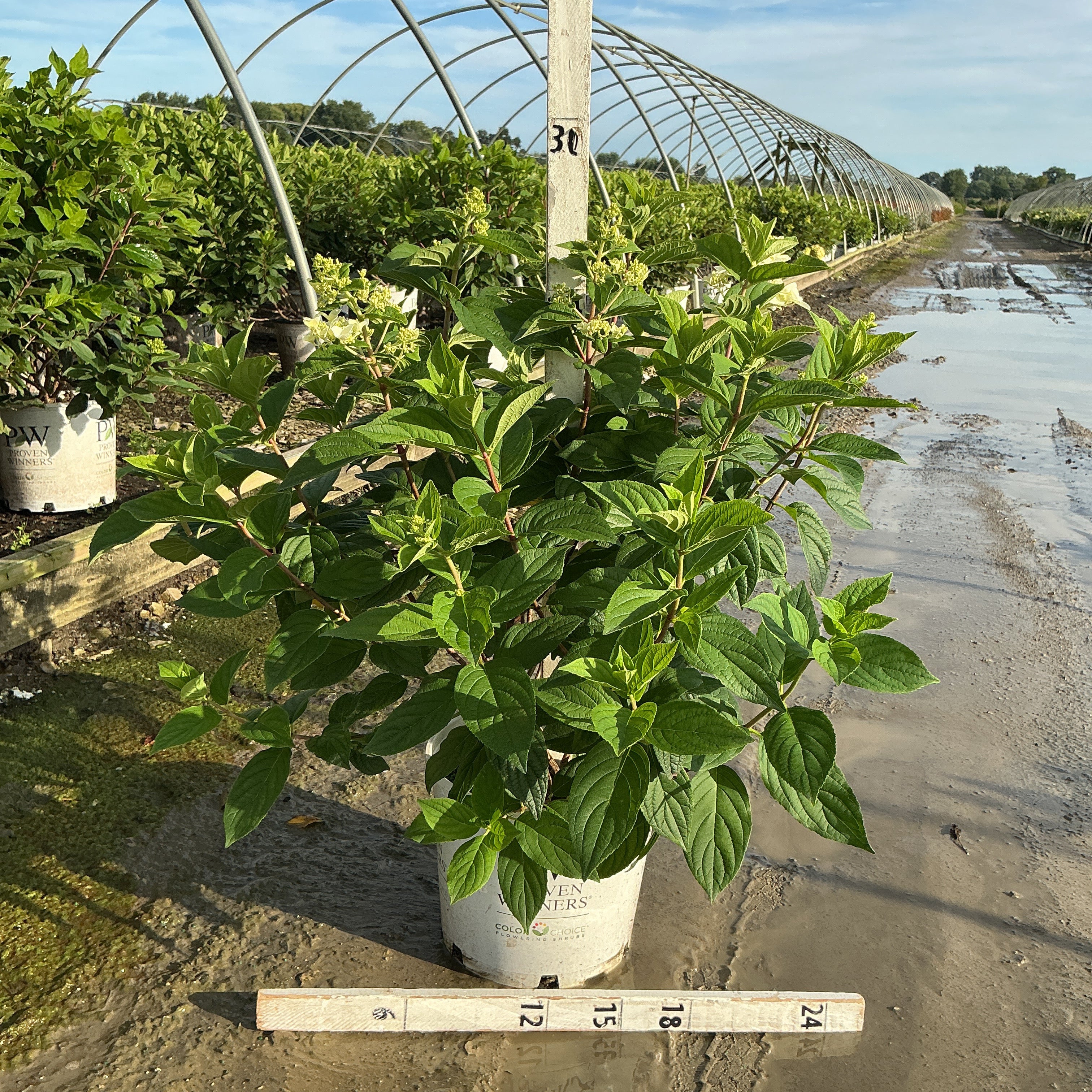 Fire Light Panicle Hydrangea in a #3 container showing lush green foliage and emerging flower buds at a nursery greenhouse.