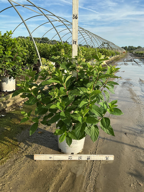 Fire Light Panicle Hydrangea in a #3 container showing lush green foliage and emerging flower buds at a nursery greenhouse.