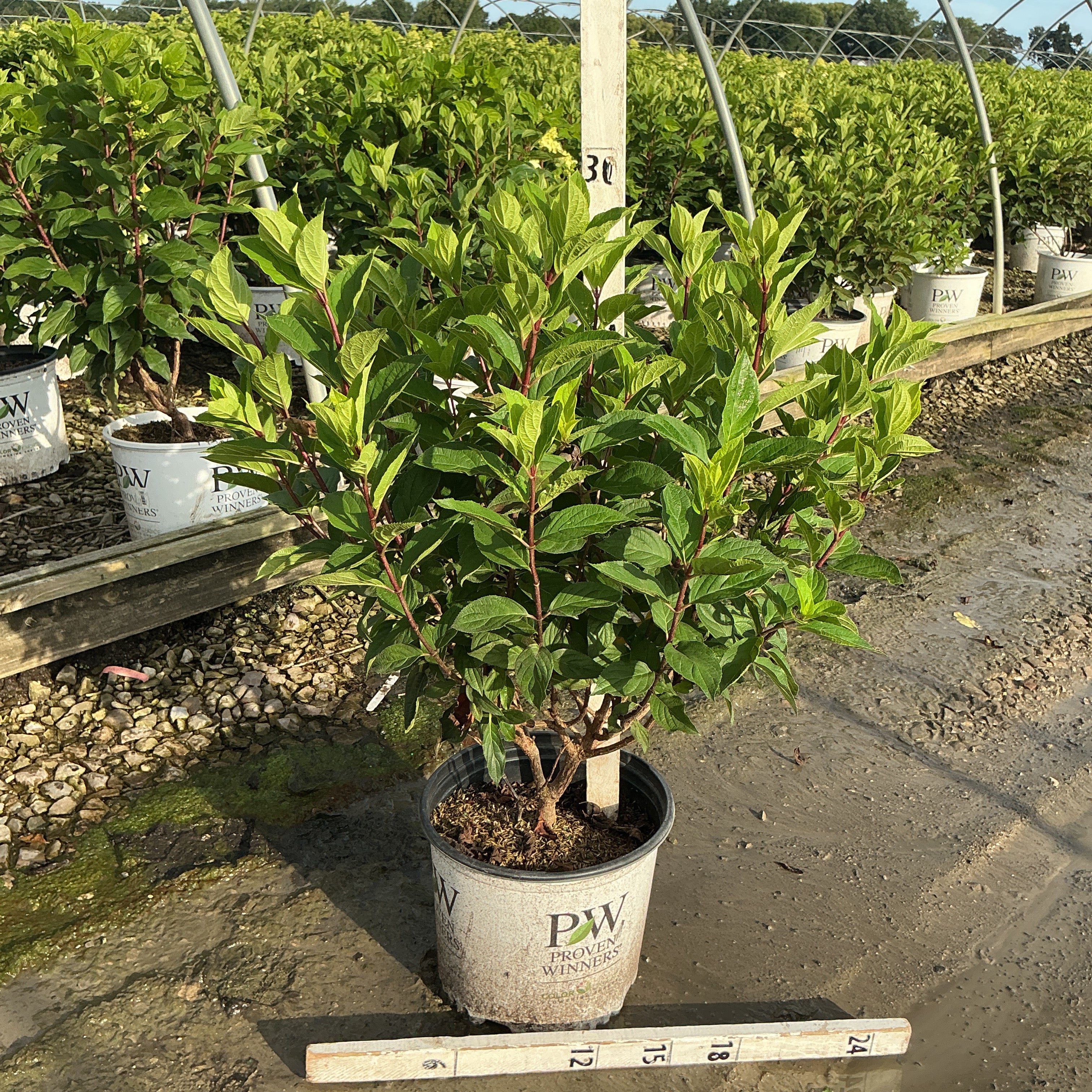 Limelight Prime panicle hydrangea shrub in a #3 Proven Winners container at a nursery growing facility.