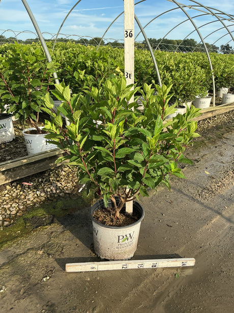 Limelight Prime panicle hydrangea shrub in a #3 Proven Winners container at a nursery growing facility.