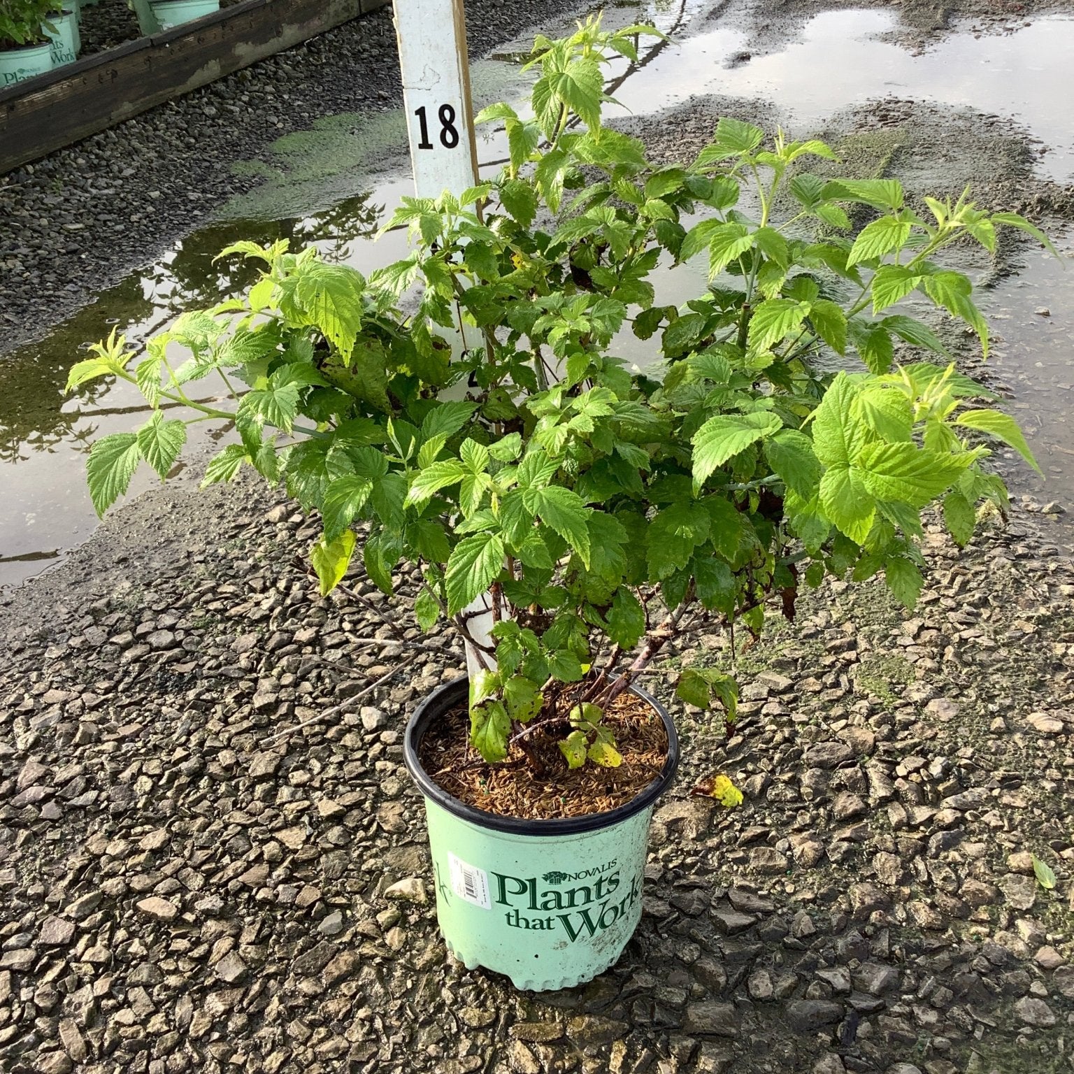 Natchez Blackberry Bush in a #1 container showing lush green foliage at a nursery growing area.