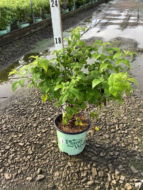 Natchez Blackberry Bush in a #1 container showing lush green foliage at a nursery growing area.