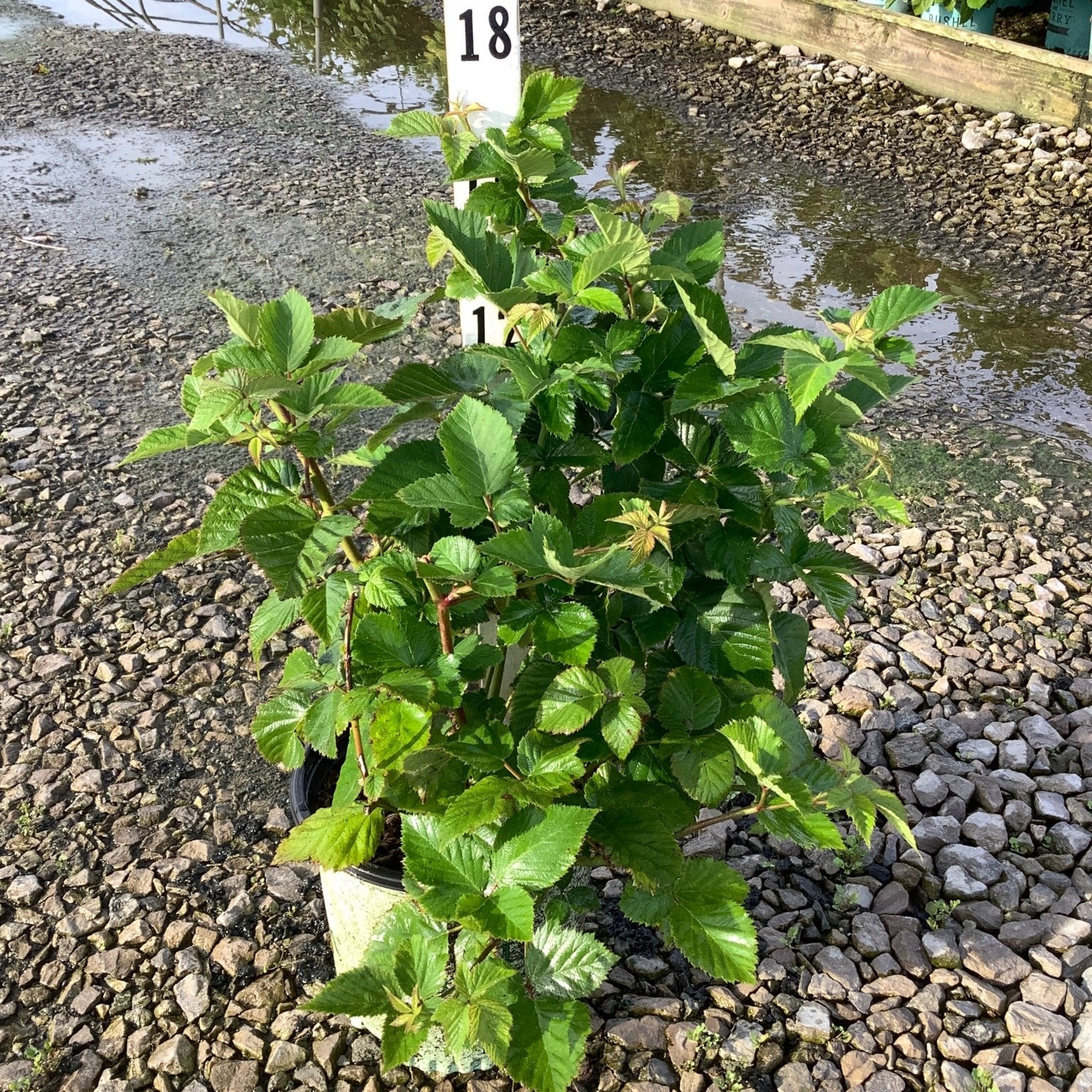 Chester Thornless Blackberry Bush in a #1 container showing dense green foliage on a gravel nursery bed.