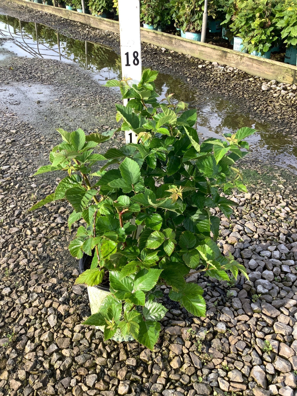 Chester Thornless Blackberry Bush in a #1 container showing dense green foliage on a gravel nursery bed.