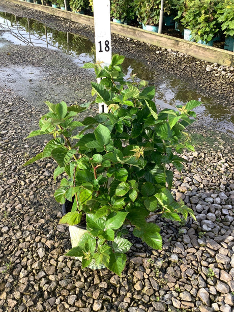 Chester Thornless Blackberry Bush in a #1 container showing dense green foliage on a gravel nursery bed.
