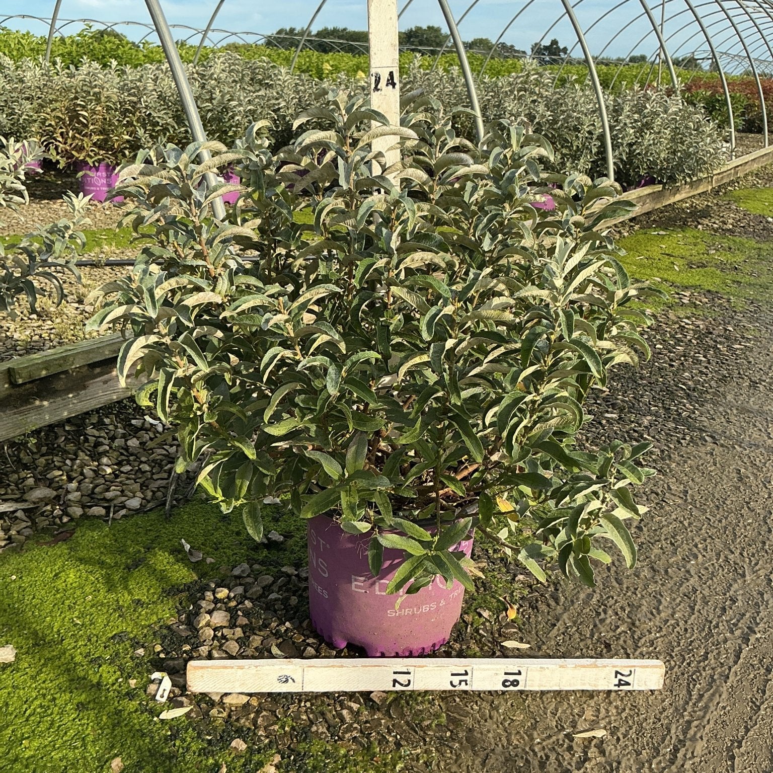 Iceberg Alley Sageleaf Willow shrub in a #3 container showing dense silvery-green foliage at a nursery greenhouse.