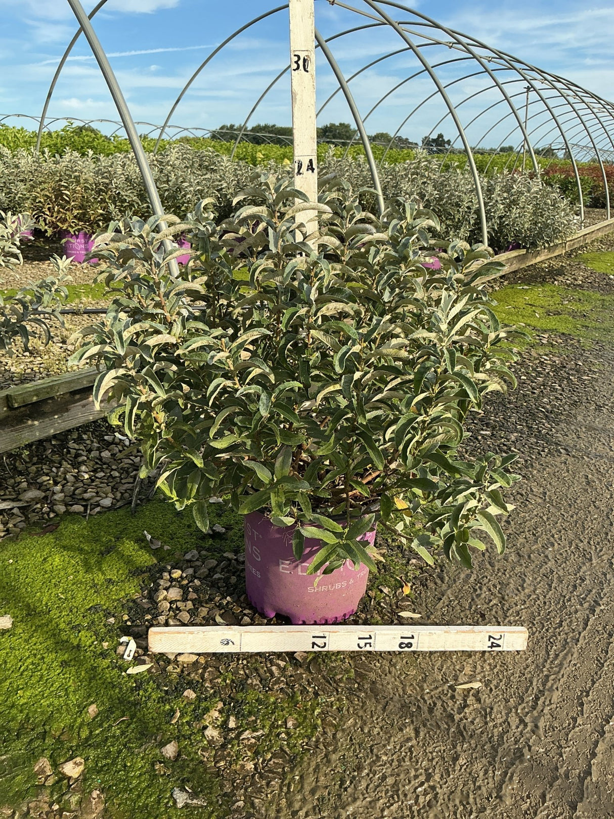 Iceberg Alley Sageleaf Willow shrub in a #3 container showing dense silvery-green foliage at a nursery greenhouse.