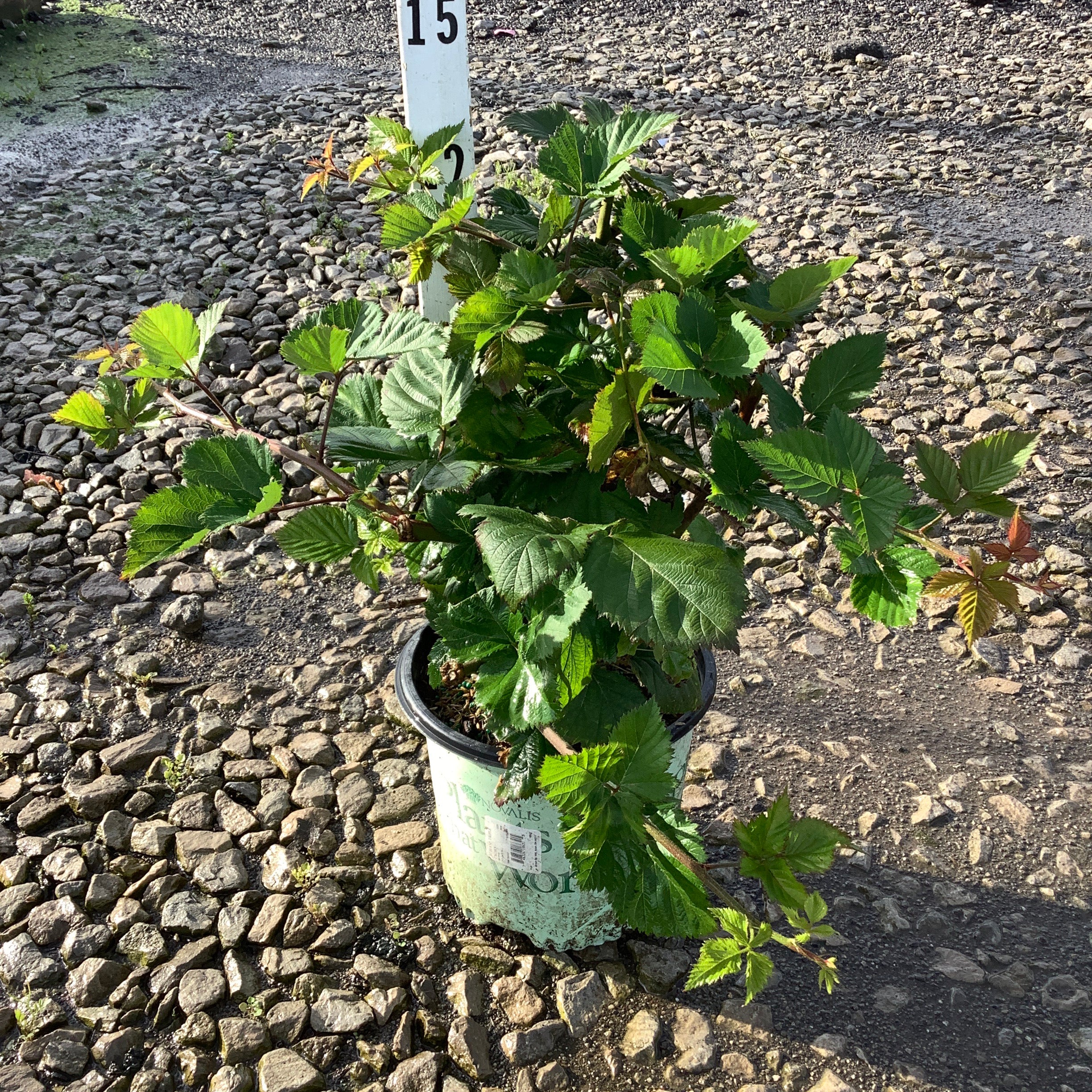 Triple Crown Thornless Blackberry Bush in a #1 container, showing lush green serrated foliage on a gravel surface.