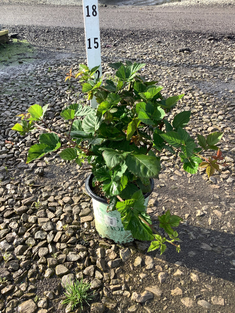 Triple Crown Thornless Blackberry Bush in a #1 container, showing lush green serrated foliage on a gravel surface.