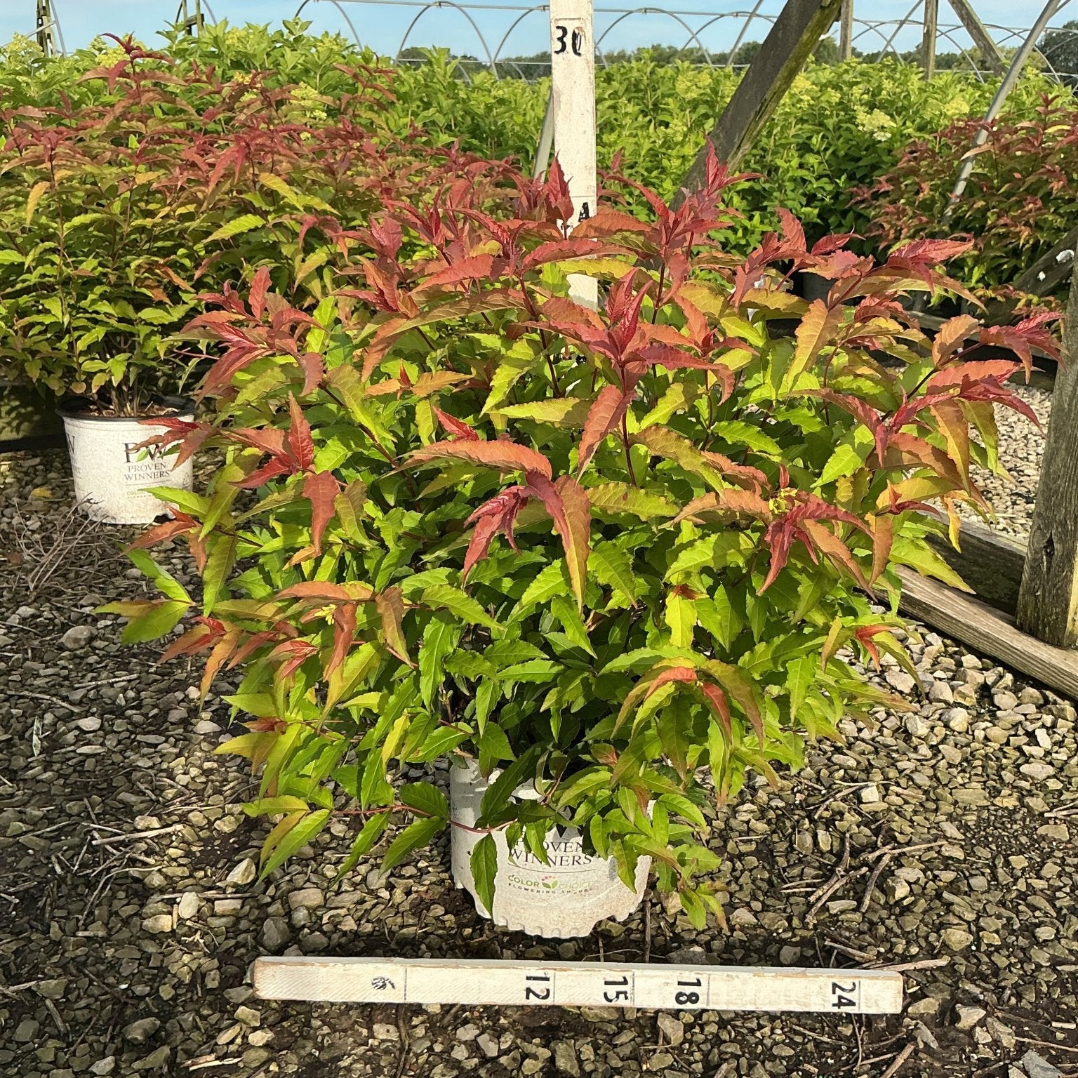 Kodiak Red Bush Honeysuckle in a #3 Proven Winners container showing vibrant red and green foliage at a nursery.