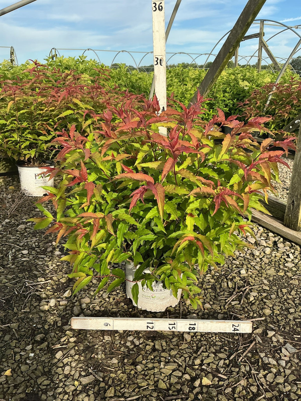 Kodiak Red Bush Honeysuckle in a #3 Proven Winners container showing vibrant red and green foliage at a nursery.
