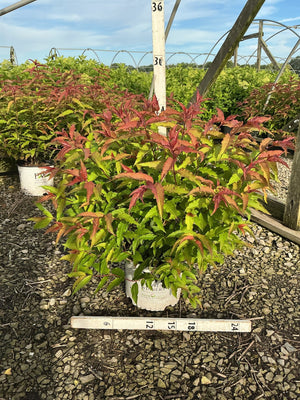 Kodiak Red Bush Honeysuckle in a #3 Proven Winners container showing vibrant red and green foliage at a nursery.