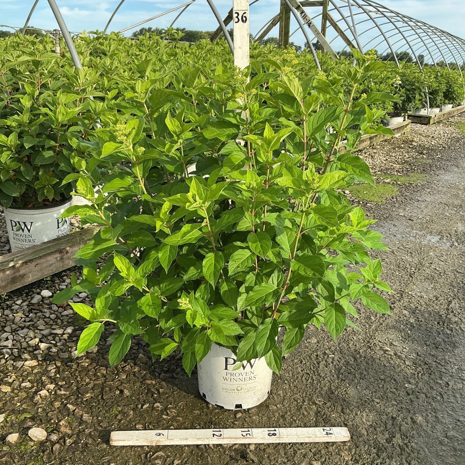 Limelight Panicle Hydrangea in a Proven Winners #3 container showing lush green foliage at a nursery growing facility.