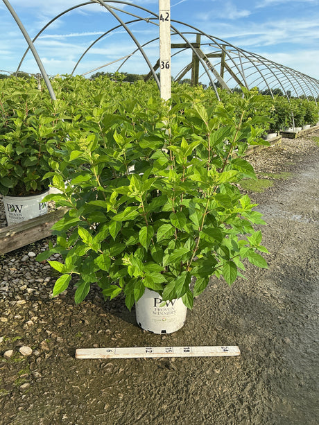 Limelight Panicle Hydrangea in a Proven Winners #3 container showing lush green foliage at a nursery growing facility.
