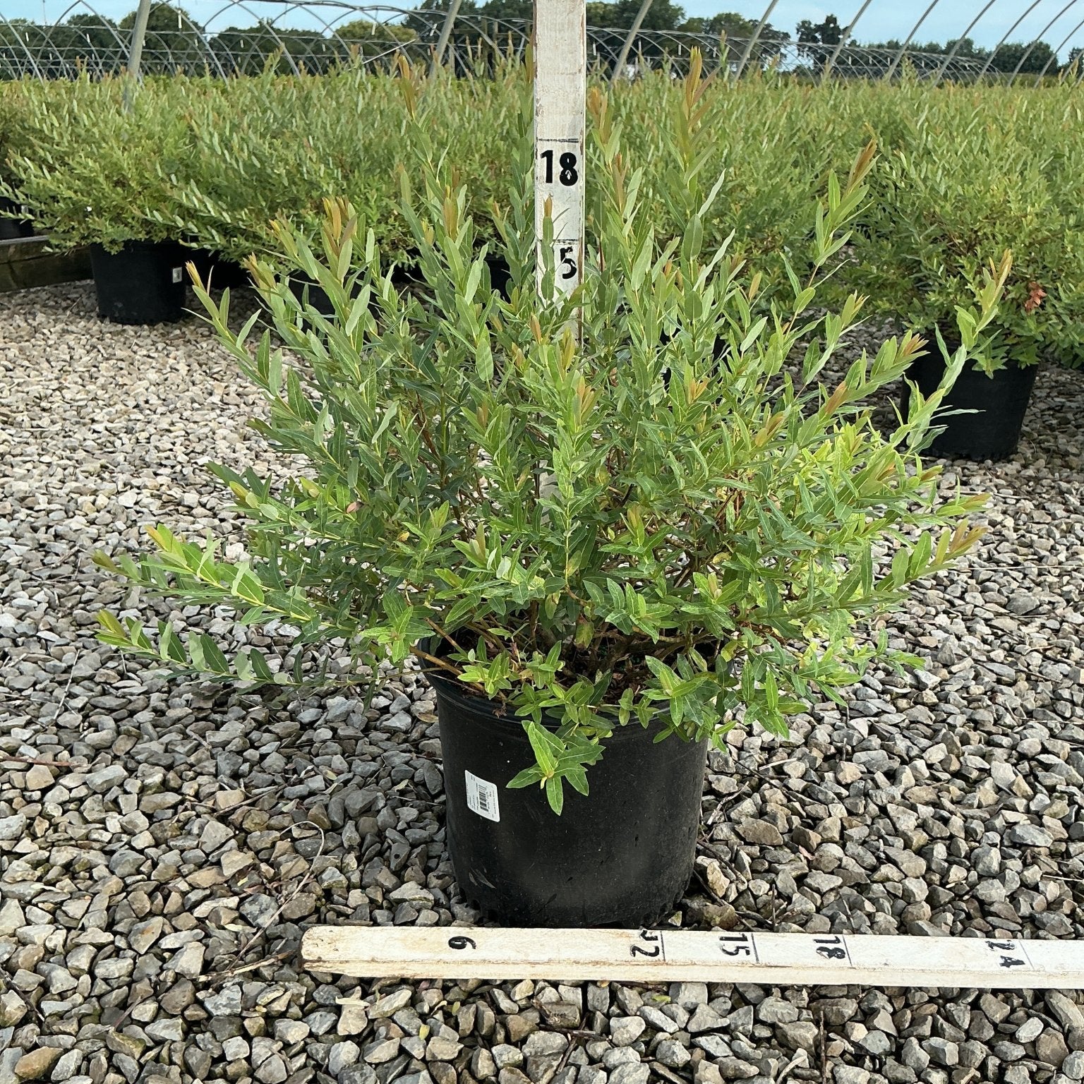 Dappled Willow Salix integra Hakuro Nishiki shrub in a #3 container with measuring stakes showing an 18-inch spread.