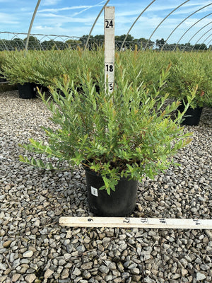 Dappled Willow Salix integra Hakuro Nishiki shrub in a #3 container with measuring stakes showing an 18-inch spread.
