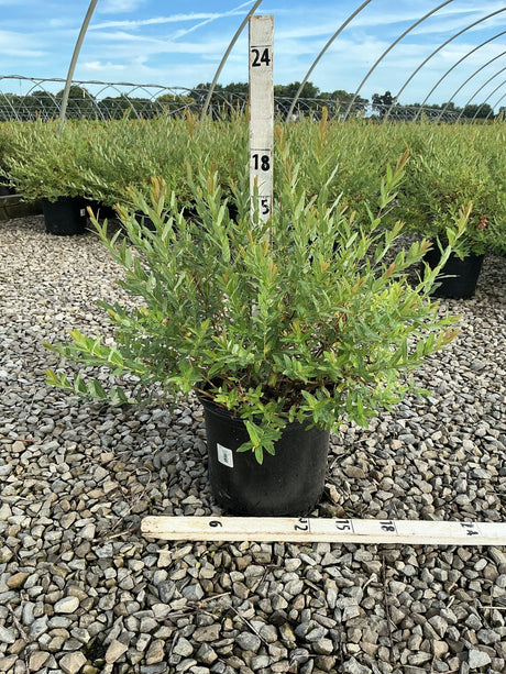Dappled Willow Salix integra Hakuro Nishiki shrub in a #3 container with measuring stakes showing an 18-inch spread.
